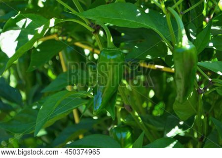 Jalapeno Pepper Growing In The Garden Ready To Be Picked
