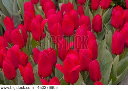 Bright Red Tulips. The Traditional Annual Exhibition 