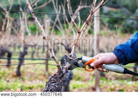 Farmer Pruning The Vine In Winter. Agriculture.