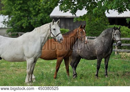 A White Horse, Brown Horse, And Gray Appaloosa Horse Standing Side By Side In A Pasture