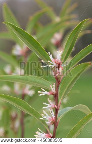 Himalayan Sweet Box (sarcocca Hookeriana) Flowers