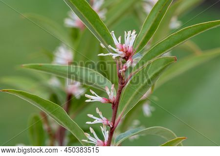 Macro Shot Of Himalayan Sweet Box (sarcocca Hookeriana) Flowers In Bloom