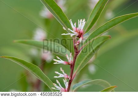 Himalayan Sweet Box (sarcocca Hookeriana) Flowers
