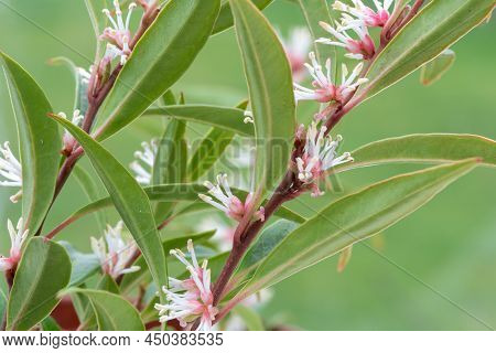 Himalayan Sweet Box (sarcocca Hookeriana) Flowers
