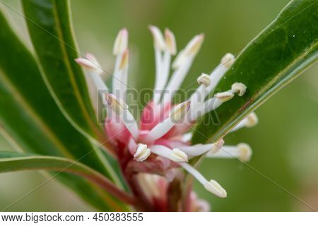 Himalayan Sweet Box (sarcocca Hookeriana) Flowers