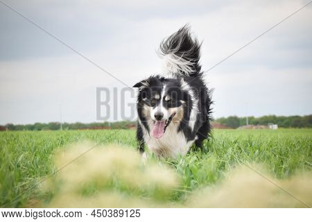 Border Collie Is Running In Yellow Colza. He Is Running For His Breader