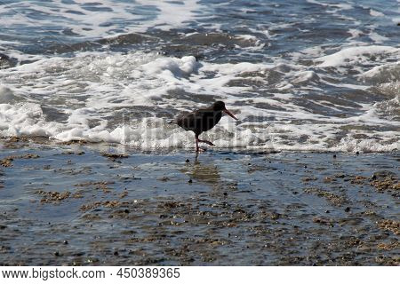 The View Of Oystercatcher At The Shoreline Looking For Food, New Zealand.