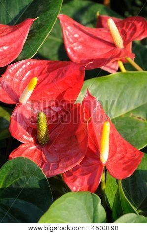 Andraeanums rosso