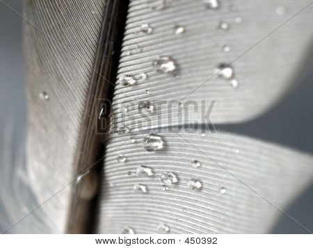 ขนนก