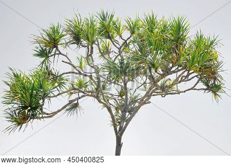 Pandanus Palms Or Screwpine Tree, Close Up View With A White Background