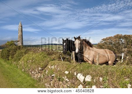 Dos caballos irlandeses y antigua Round Tower