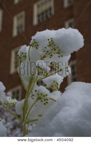 Planta na neve