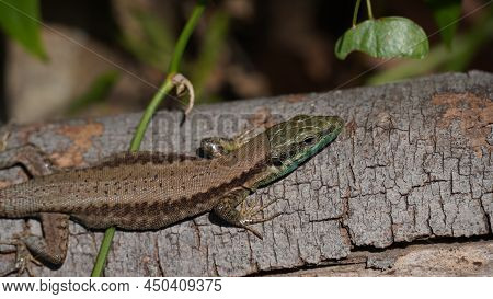 Phoenicolacerta Laevis, The Lebanon Lizard, Is A Species Of Lizard In The Family Lacertidae. It Is F