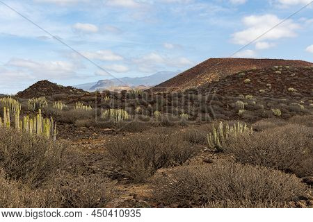 Cacti-dotted Landscape At Malpais De Rasca, Tenerife, Spain