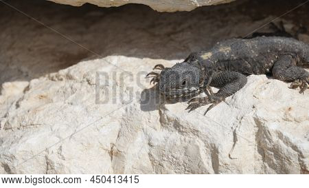 Stellagama On The Rocks In Israel Close-up. The Brightly Lit By The Sun Lizard On Stones