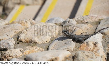 Stellagama On The Rocks In Israel Close-up. The Brightly Lit By The Sun Lizard On Stones