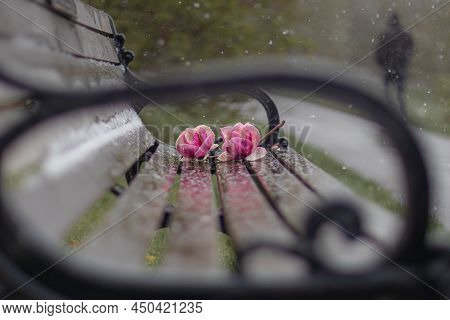 Magnolia Flowers On Bench During Early Spring Snowfall