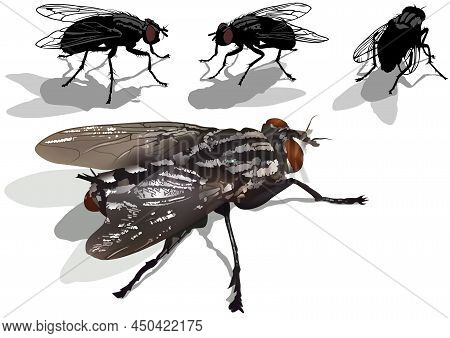 Set Of House Flies - Colored And Black And White Illustrations Isolated On White Background, Vector