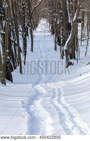Snowy Path Through The Woods With Fresh Tracks