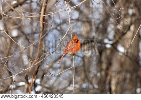 Red Cardinal Perched On Branch In Snow