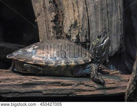 Barbour's Map  Turtle In The Tennessee Aquarium