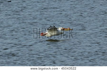 Pelican flyvende lav