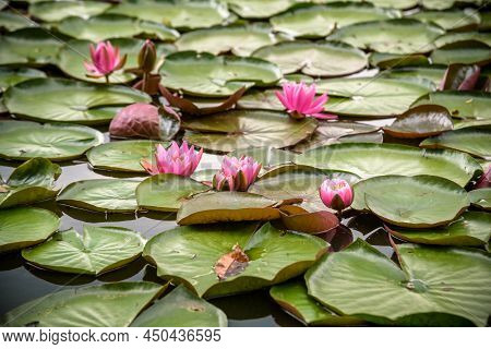 Water Lily Nymphaeum - Decoration Of A Pond In The Garden. Flowers