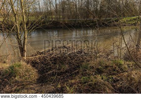 Large Dam Of The Eurasian Beaver On The Nidda River, Frankfurt, Germany