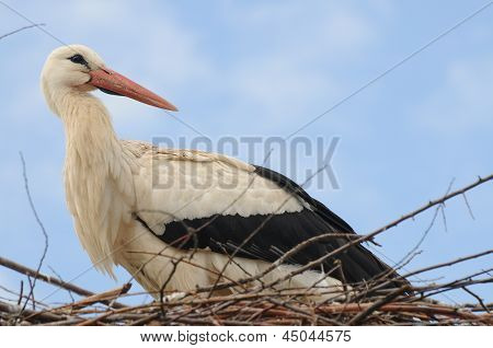 Weißstorch
