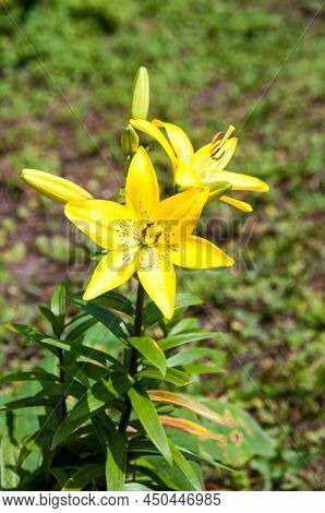 Yellow Amati Lily Flower In Summer On A Flower Bed