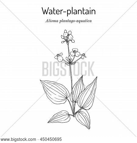 European Water-plantain, Or Mad-dog Weed Alisma Plantago-aquatica , Medicinal Plant. Hand Drawn Bota