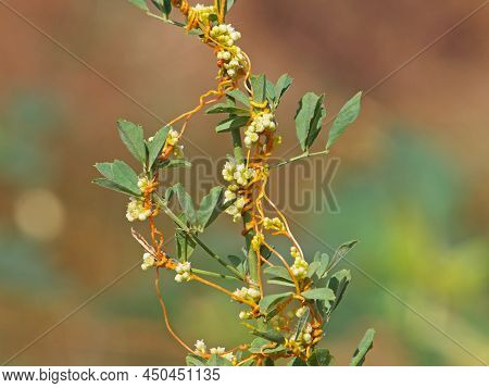 The Greater Dodder Or European Dodder, Parasitic Plant On Alfalfa. Cuscuta Europaea