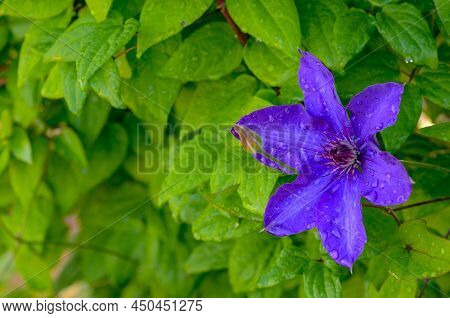 Blue Clematis Flower And Bud With Dew Water Drops On The Leaves