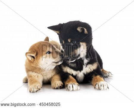 Shiba Inus In Front Of White Background