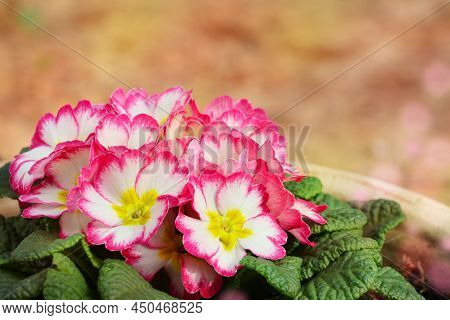 Primula Vulgaris In The Morning Sun Rays