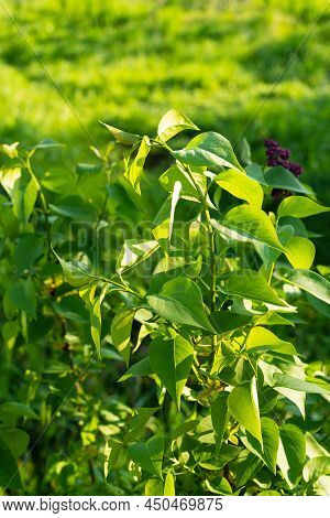 Lilac Leaves On A Spring Day With Buds Of Future Flowers. Fresh Green Leaves Of Lilac Lilac Bush. La