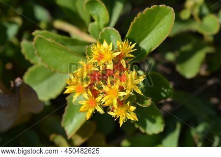 Orange Stonecrop Weihenstephaner Gold Flowers And Leaves