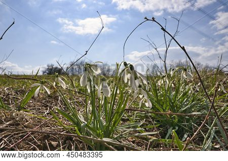 Close Up Of Common Snowdrops In Bloom. High Quality Photo