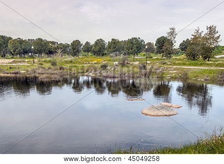 Alberi sulla riva del lago