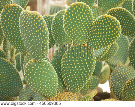 Close Up Of Opuntia Rufida Engelm Cactus In Garden