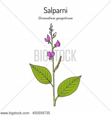 Salparni Desmodium Gangeticum , Medicinal Plant. Hand Drawn Botanical Vector Illustration