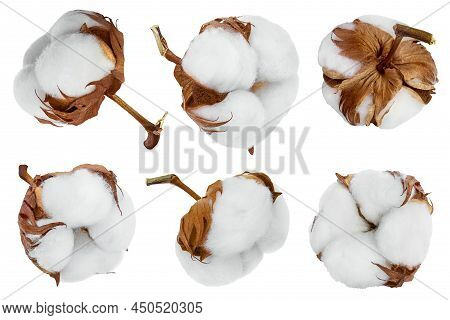 Cotton Plant Flower Isolated On White Background With Full Depth Of Field, Setor Collection