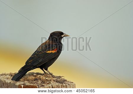 Immature แดง– winged Blackbird