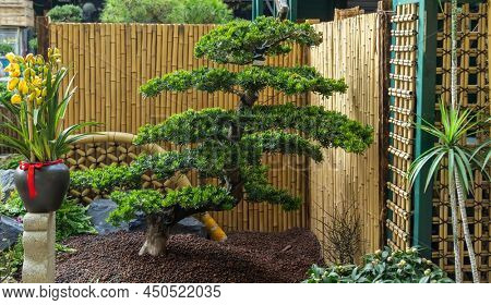 bamboo fence and Japanese podocarpus