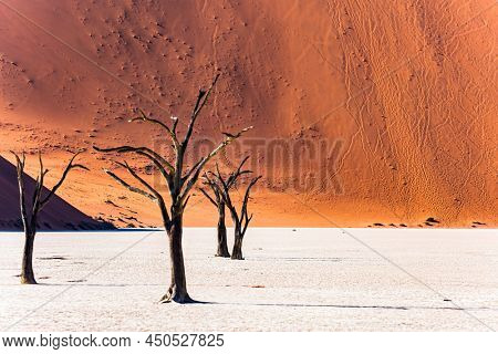 Picturesque dry fossilized tree remains at the bottom of the dried-up lake Sossusflei. The clay plateau in the Namib Desert. The Valley, famous for the skeletons of dead trees
