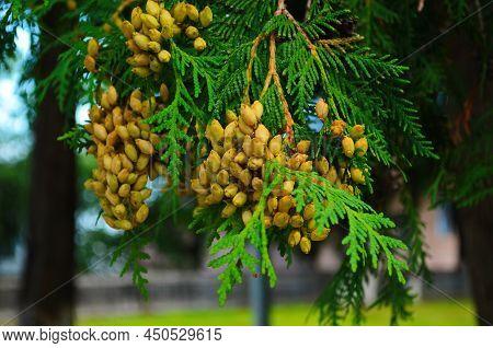 Brown Buds With Seeds On Branches Of Thuja Occidentalis Close Up. Northern White-cedar, Eastern Arbo