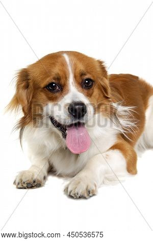 Happy Kooiker dog resting. Isolated on a clean white background.