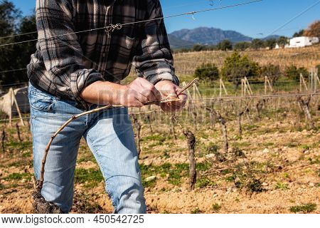 Farmer Pruning The Vine In Winter. Agriculture.