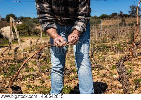 Farmer Pruning The Vine In Winter. Agriculture.