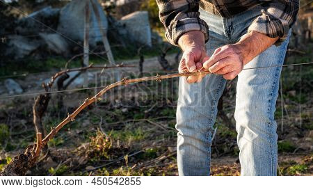 Farmer Pruning The Vine In Winter. Agriculture.
